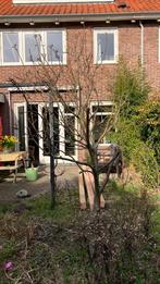 Appelboom Elstar, Ophalen of Verzenden, Lente, Volle zon, Overige soorten