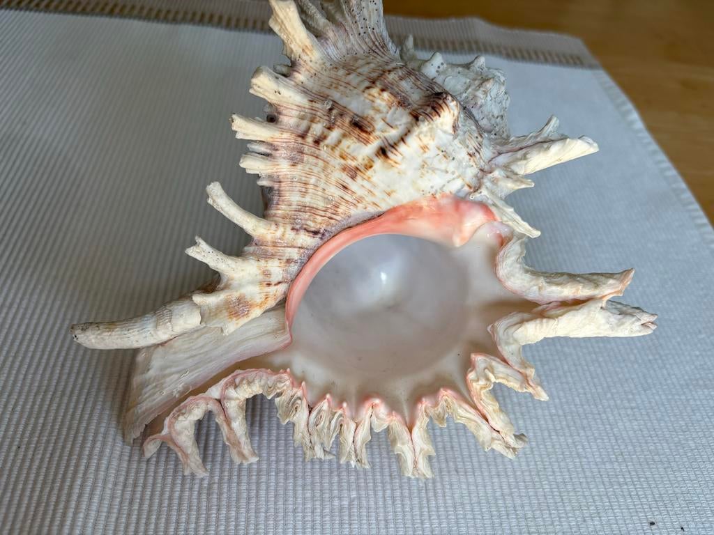 Prachtige Murex Ramosus Schelp, Verzamelen, Ophalen of Verzenden, Gebruikt