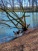 Stabiele hond gezocht, Reu, Eén hond, Nederland, Particulier