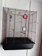 papegaaienkooi, Geslacht onbekend, Dwergpapegaai of Agapornis