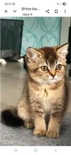 Ik ben op zoek naar 2 Britse Korthaar kittens, Poes