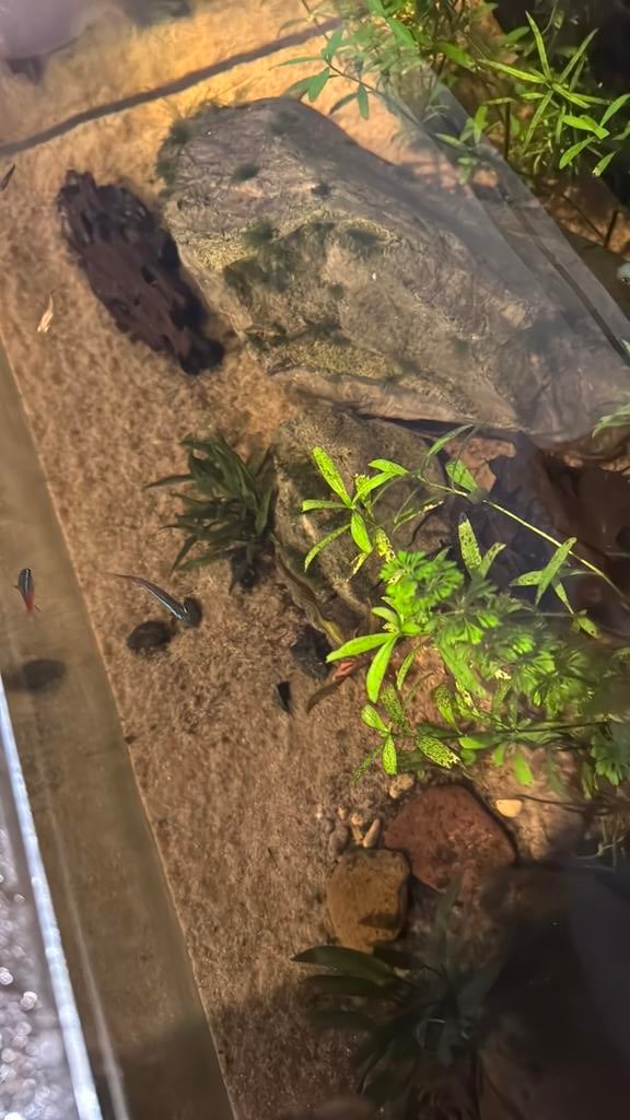 Guppen gratis af te halen, 0 tot 2 jaar