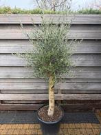 Prachtige Olijfboom - Potmaat 45cm, Hoogte 160-220cm, Tuin en Terras, Planten | Tuinplanten, Volle zon, Vaste plant, Lente, Ophalen
