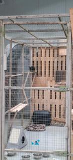 Gratis kattenren, Dieren en Toebehoren, Katten-accessoires, Ophalen, Gebruikt