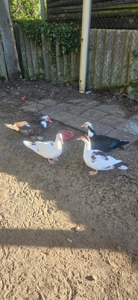 4 muskus eenden, Dieren en Toebehoren, Meerdere dieren, Eend