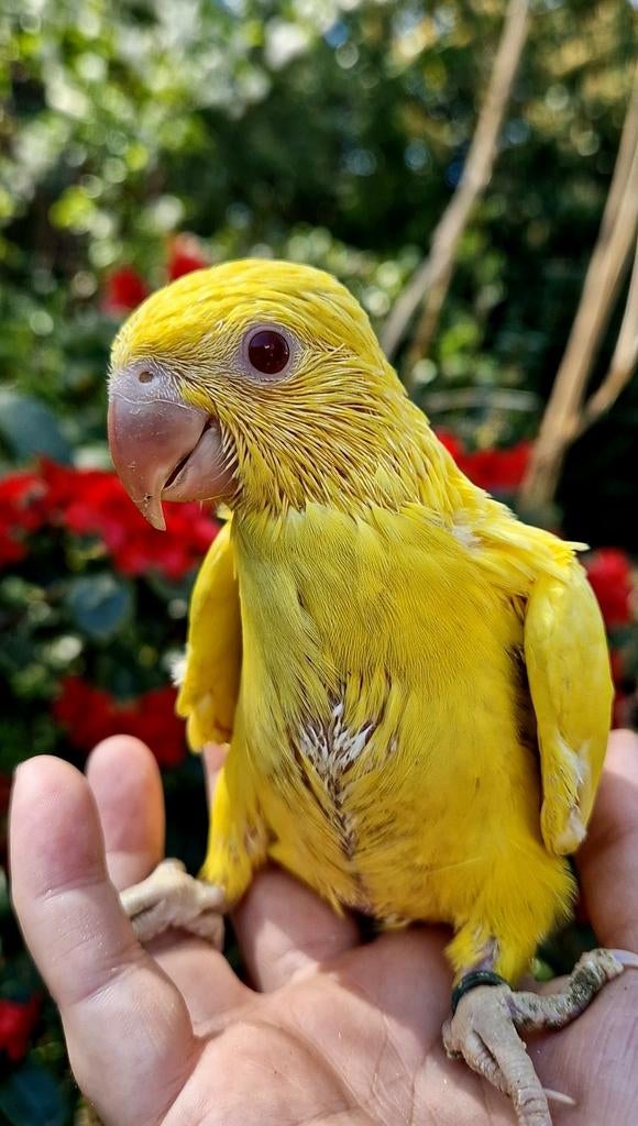 SUPER Tamme Baby Halsbandparkieten, Dieren en Toebehoren, Vogels | Parkieten en Papegaaien, Geslacht onbekend, Parkiet, Geringd