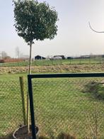 Portugese laurier op stam - Prunus Lusitanica Angustifolia, Tuin en Terras, Planten | Bomen, Lente, 100 tot 250 cm, Ophalen, Volle zon