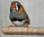 Nog een prachtige zebravink te koop! (Broedrijp), Dieren en Toebehoren, Mannelijk, Tropenvogel