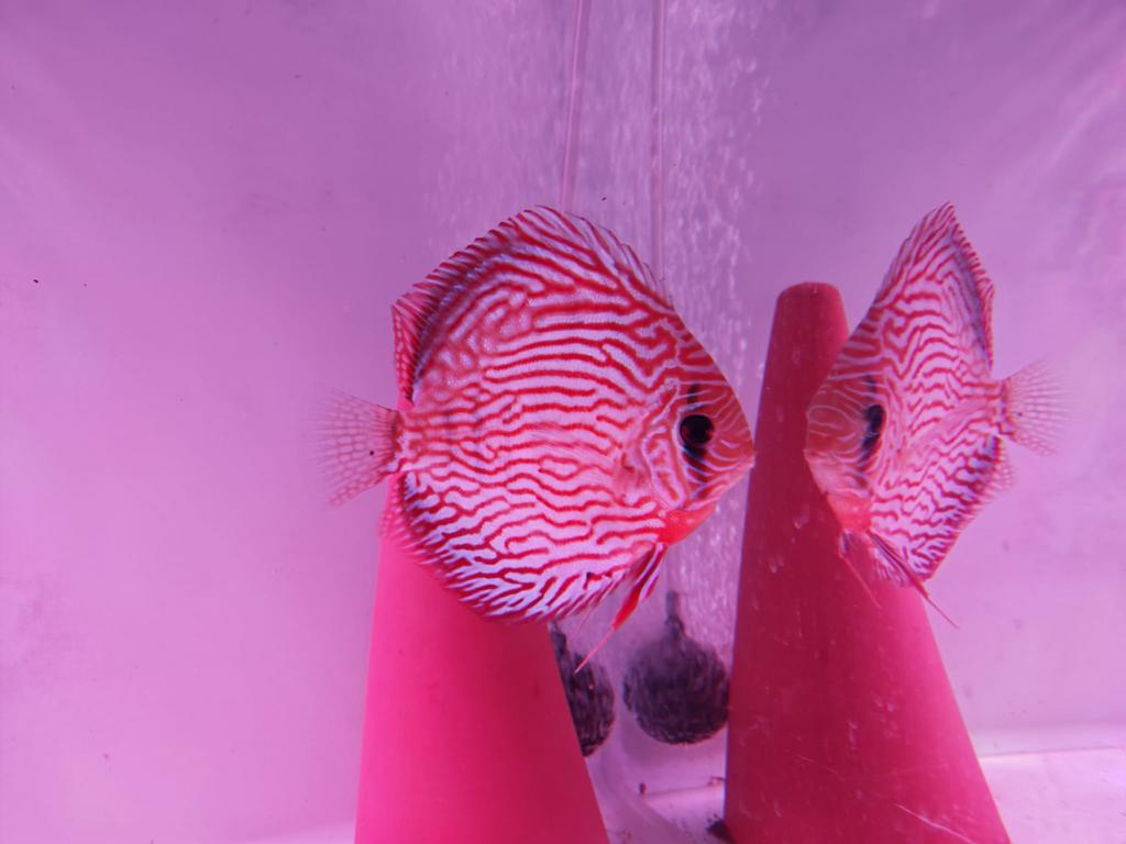 2x Europese Discusvissen (Piwowarski) ~15cm Red Turquoise, Vis, Zoetwatervis, Schoolvis