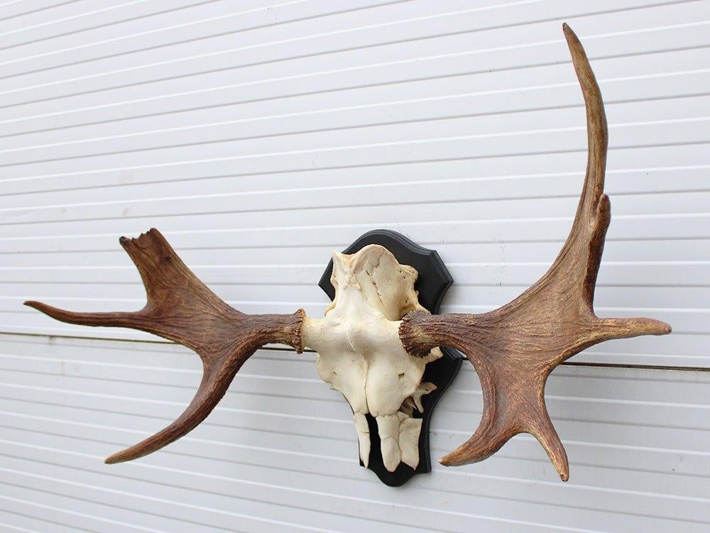 Opruiming: SCANDINAVISCH ELAND GEWEI OP SCHILD (ref. BOC), Verzamelen, Ophalen, Gebruikt, Hert, Gewei of Kop