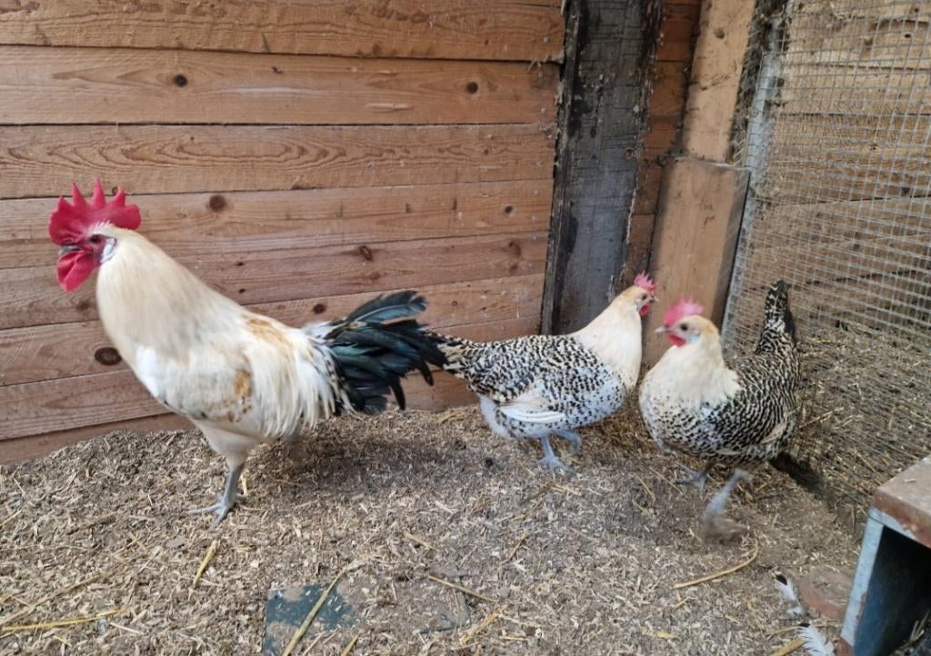 Trio Groninger Meeuw groot citroenpel, Meerdere dieren, Kip