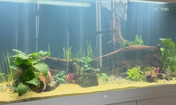 Aquarium hout, zeer groot stuk, Dieren en Toebehoren, Vissen | Aquaria en Toebehoren, Zo goed als nieuw, Plant(en), Steen of Hout