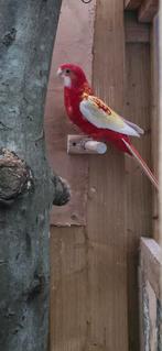 Rubino pop 2025 prachtrosella man 2025 koppel, Dieren en Toebehoren, Vogels | Parkieten en Papegaaien, Meerdere dieren, Parkiet