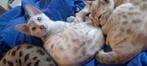 Bengaal ? Nee dit is een Snow Savannah, Dieren en Toebehoren, Katten en Kittens | Raskatten | Korthaar, Kater, Met stamboom, 0 tot 2 jaar