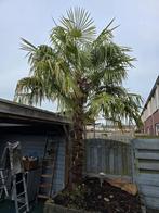 Chinese Waaierpalm / palmboom, Tuin en Terras, 250 tot 400 cm, Zomer, Palmboom, Ophalen