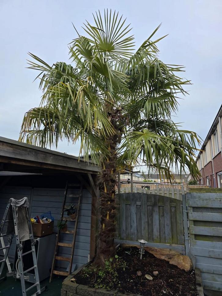 Chinese Waaierpalm / palmboom, Tuin en Terras, Planten | Bomen, Palmboom, 250 tot 400 cm, Volle zon, Zomer, Ophalen