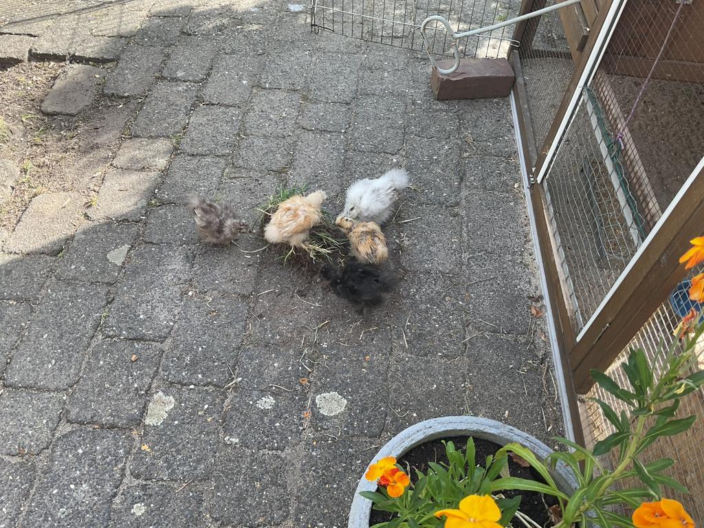 5 ongesexte kuikens van de zijdehoeders krielkippen., Dieren en Toebehoren, Pluimvee, Meerdere dieren, Kip