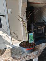 Bonsai starter Acer Japanse Esdoorn Emerald Lace, Bloeit niet, Halfschaduw, Minder dan 100 cm, Overige soorten