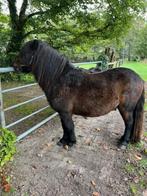ponys, Dieren en Toebehoren, Pony's, Hengst, B pony (1.17m tot 1.27m), Onbeleerd, Recreatiepony