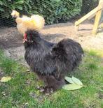 Gratis zijdehoen USA haan mottled black, Dieren en Toebehoren, Pluimvee, Mannelijk, Kip