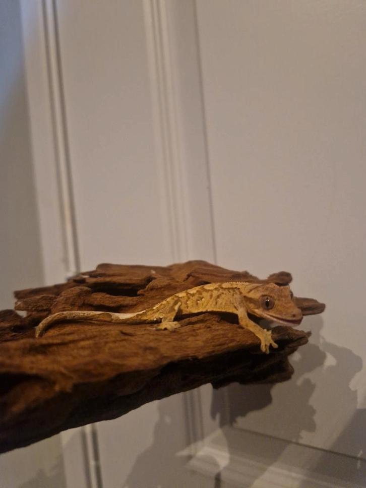 Jonge wimper gekko Crested Gecko - male for sale from Sarah Groothuis