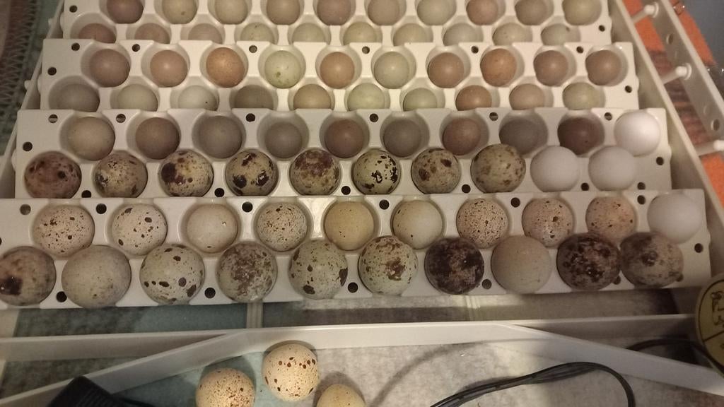 Broedeieren harlekijnkwartels, Geslacht onbekend