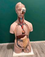 anatomisch model, Ophalen, Zo goed als nieuw