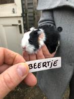 Twee jonge cavia beertjes., Cavia, Mannelijk, Januari, Tam