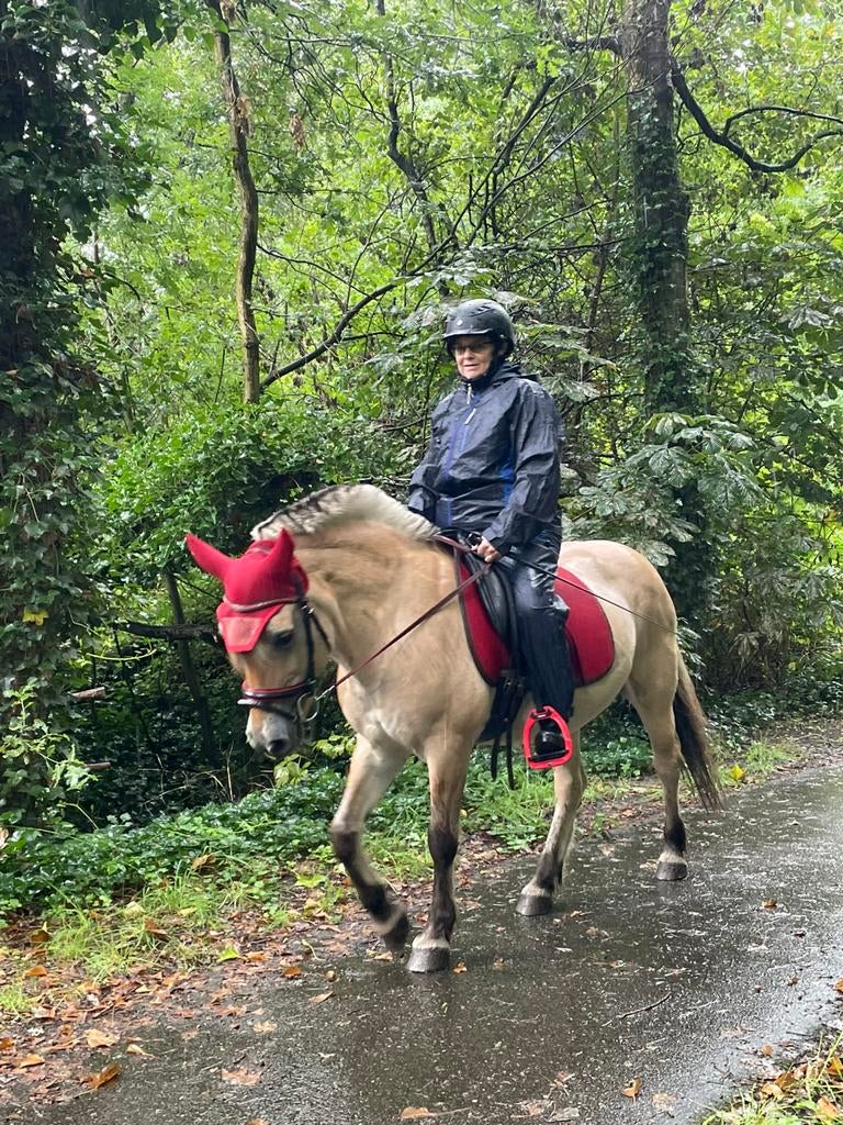 Super Lieve fjord, Dieren en Toebehoren, Merrie, Met stamboom, Niet van toepassing, 11 jaar of ouder