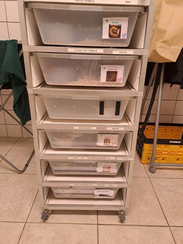 Te koop Alurack incl. 5 python regius Ball Python - female for sale from kim