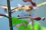 Corydoras pygmaeus - Dwergpantsermeerval, Vis