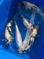 Shiro utsuri nisai 40-50 cm Okawa, Karper of Koi