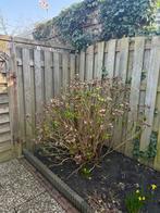 Grote roze hortensia struik gratis, Tuin en Terras, Ophalen, Hortensia, Minder dan 100 cm