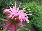 Monarda – bergamotplant roze, Tuin en Terras, Volle zon, Vaste plant, Zomer, Ophalen