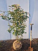 Glansmispel - Photinia fraseri Red Robin 120/140 cm, Ophalen, Overige soorten, Haag, 100 tot 250 cm