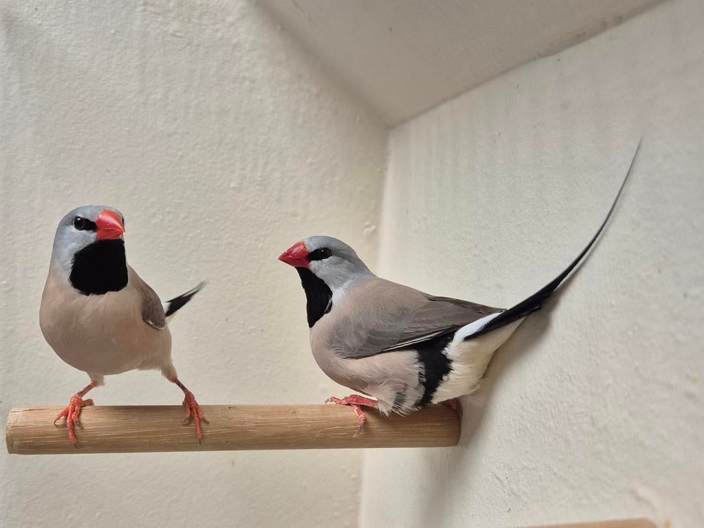 Verschillende koppels Spitstaart Amadines, Dieren en Toebehoren, Meerdere dieren