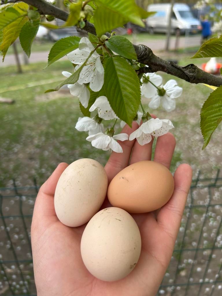 Broedeieren Brahma ~ RASZUIVER, Geslacht onbekend, Kip