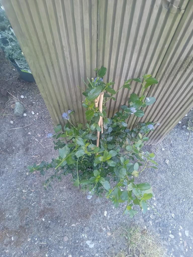 Ceanothus 'Blue Mound' - Californische Sering, Ophalen of Verzenden, Overige soorten, Volle zon