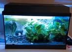 Te koop grote aquarium plant op kienhout., Dieren en Toebehoren, Vissen | Aquaria en Toebehoren, Ophalen, Plant(en), Steen of Hout
