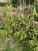 Bamboe Fargesia robusta, Ophalen, Bloeit niet, Overige soorten, Halfschaduw