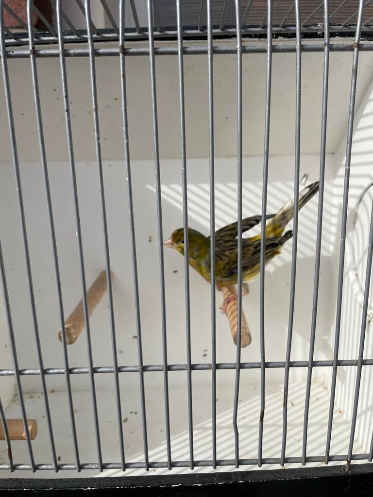 Gezicht kanarie popjes, Dieren en Toebehoren, Vogels | Kanaries, Mannelijk, Kleurkanarie