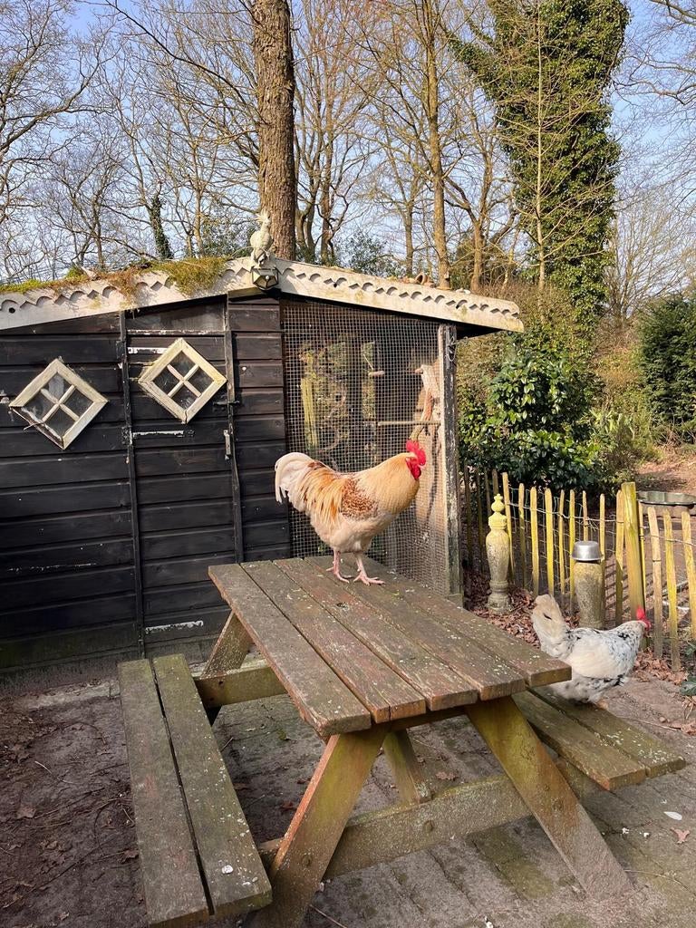 Haan te koop, Dieren en Toebehoren, Mannelijk, Kip