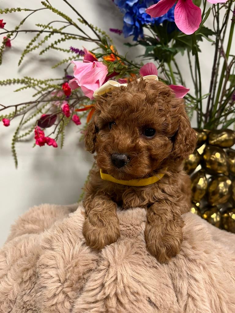 dwerg/toypoedel pups, Poedel, Parvo, 8 tot 15 weken, Meerdere