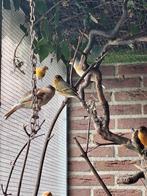 Te koop major putter bastaarden, Dieren en Toebehoren, Mannelijk, Wildzangvogel, Geringd