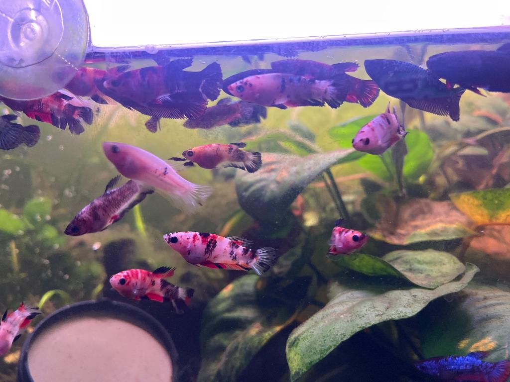 Betta vrouwen Koi Kempvis 5e, Dieren en Toebehoren, Vissen | Aquariumvissen, Vis, Zoetwatervis