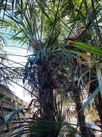 Tweemaal Trachycarpus Fortunei Winterharde Palmbomen, Tuin en Terras, Ophalen, Gehele jaar, Volle zon