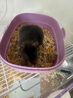 Hamsters gratis ., Dieren en Toebehoren, Ophalen