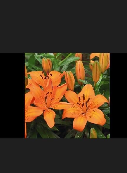 Lelies alleen ophalen, Ophalen, Overige soorten, Volle zon