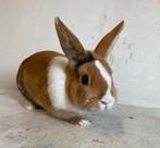 mannetjes konijn incl hok met paspoort, Dieren en Toebehoren, Mannelijk, Dwerg