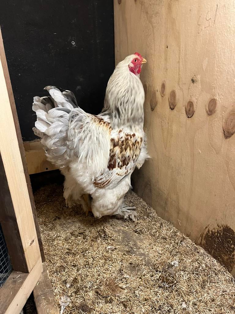 Brahma groot splashzalm haan, Dieren en Toebehoren, Pluimvee, Mannelijk, Kip